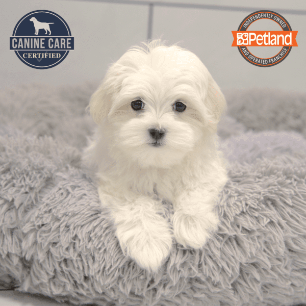 Maltese-Dog-Female---Petland Overland Park, Kansas