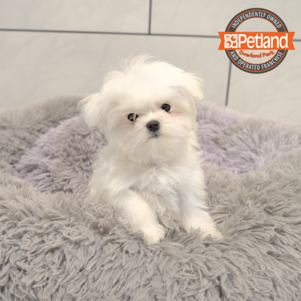 [#25405-04] White F Maltese Puppies for Sale