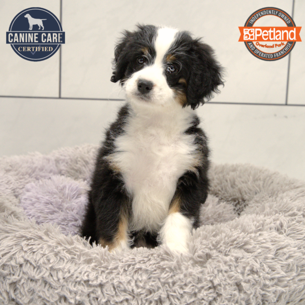 [#25551-06] Black F Bernedoodle Mini Puppies for Sale