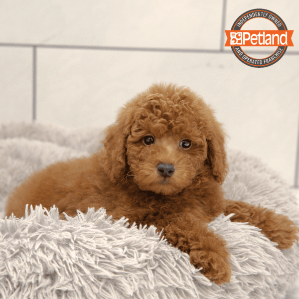 Goldendoodle Mini 2nd Gen-Dog-Male---Petland Overland Park, Kansas