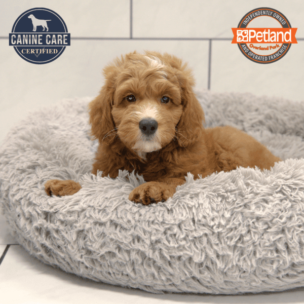 Goldendoodle Mini 2nd Gen-Dog-Male---Petland Overland Park, Kansas