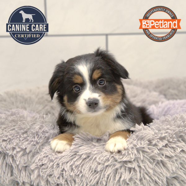 [#25521-01] Black M Miniature Australian Shepherd Puppies for Sale