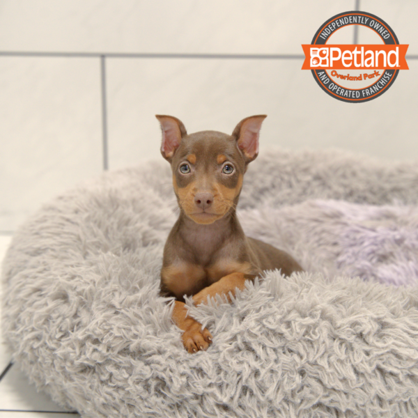 [#251052-06] Chocolate / Tan F Miniature Pinscher Puppies for Sale