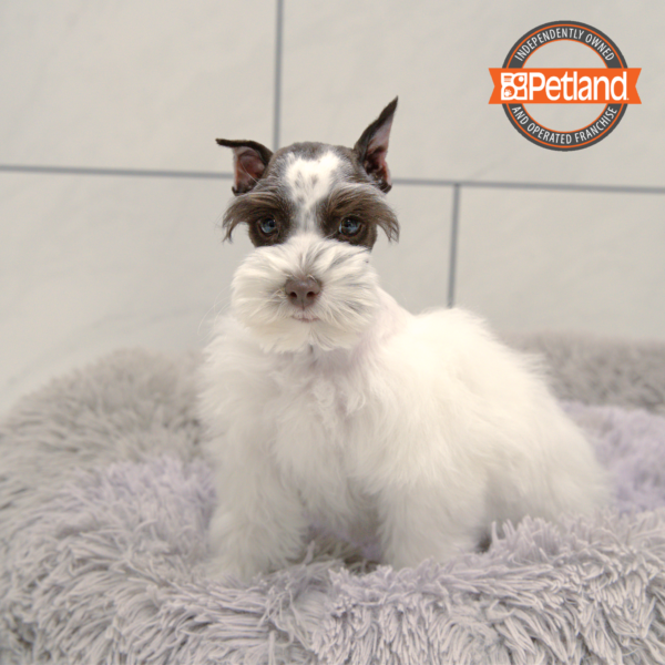 [#2517-04] Black / White F Miniature Schnauzer Puppies for Sale