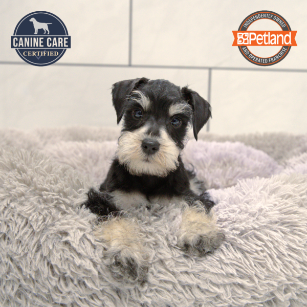 [#25417-04] Black M Miniature Schnauzer Puppies for Sale