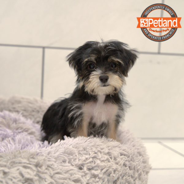 [#25690-02] Black / Tan M Morkie Puppies for Sale