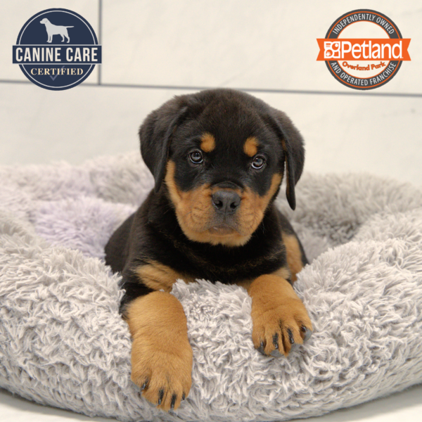 [#25654-01] Black / Tan M Rottweiler Puppies for Sale
