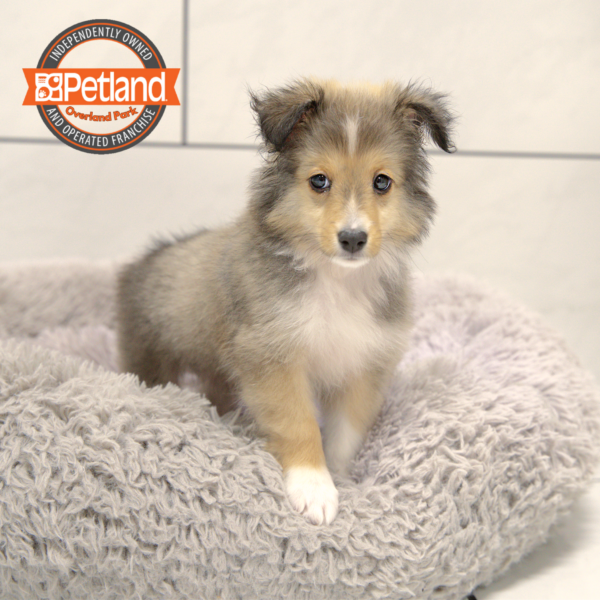 [#25747-01] Tan / White M Shetland Sheepdog Puppies for Sale
