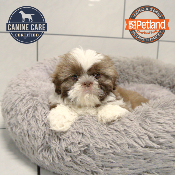 [#25566-02] Chocolate / White M Shih Tzu Puppies for Sale
