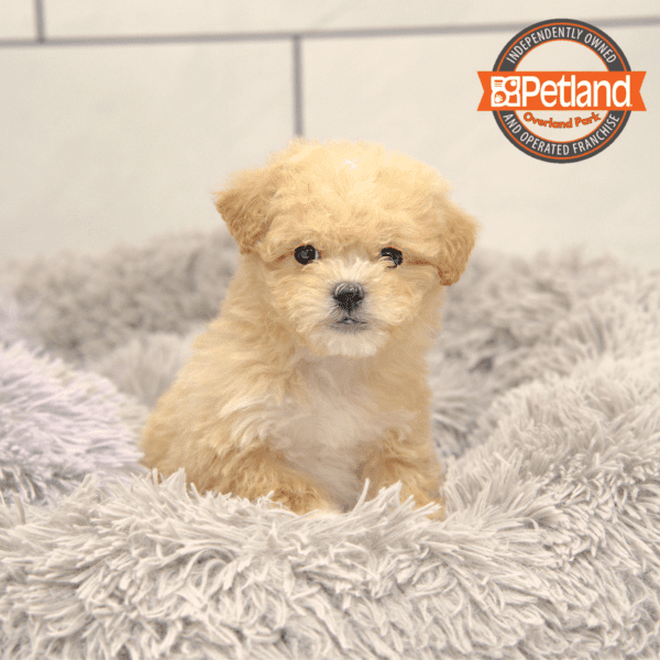 Shihpoo-Dog-Male---Petland Overland Park, Kansas