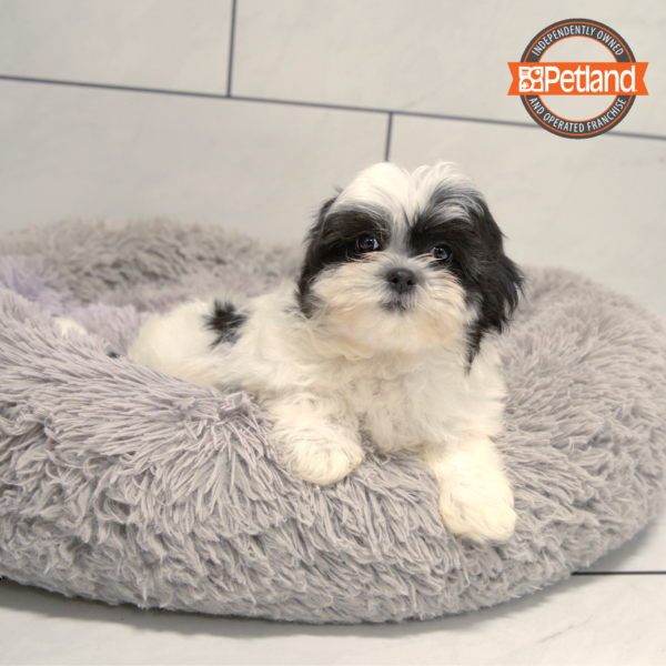 [#25325-01] Black / White F Teddy Bear Puppies for Sale