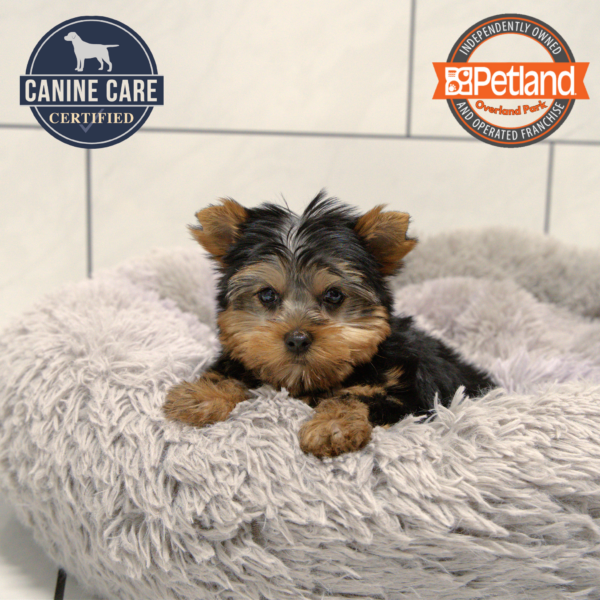 [#25569-01] Black / Tan M Yorkshire Terrier Puppies for Sale