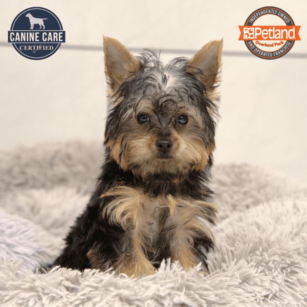 Yorkshire Terrier-Dog-Male---Petland Overland Park, Kansas