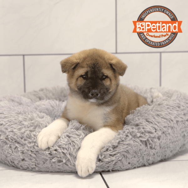 [#251003-07] Brown F Akita Puppies for Sale