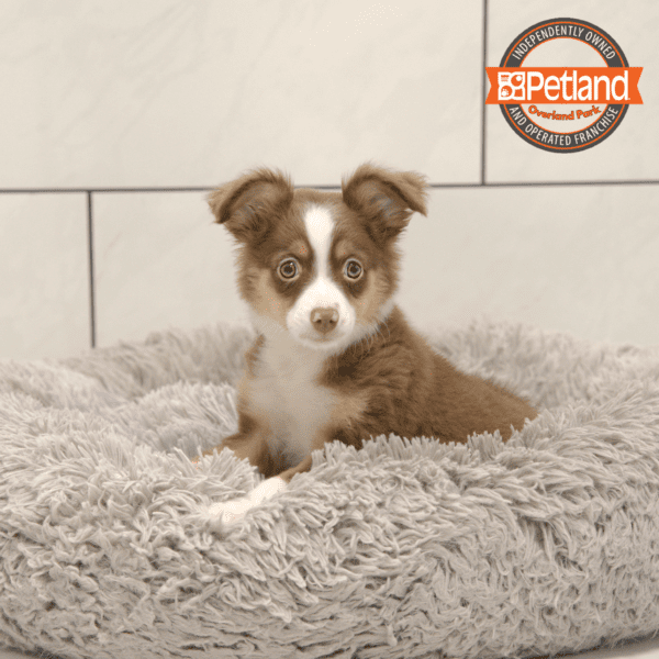 [#25819-03] Red / White F Australian Shepherd Puppies for Sale