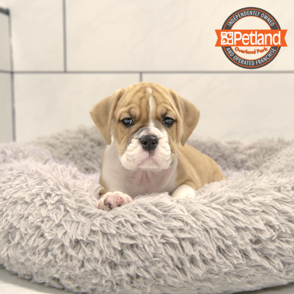[#25894-06] Red / White M Bulldog/Bulldog-Beagle Puppies for Sale