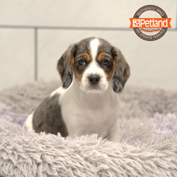 [#25872-05] Blue Merle / White F Beagalier Puppies for Sale