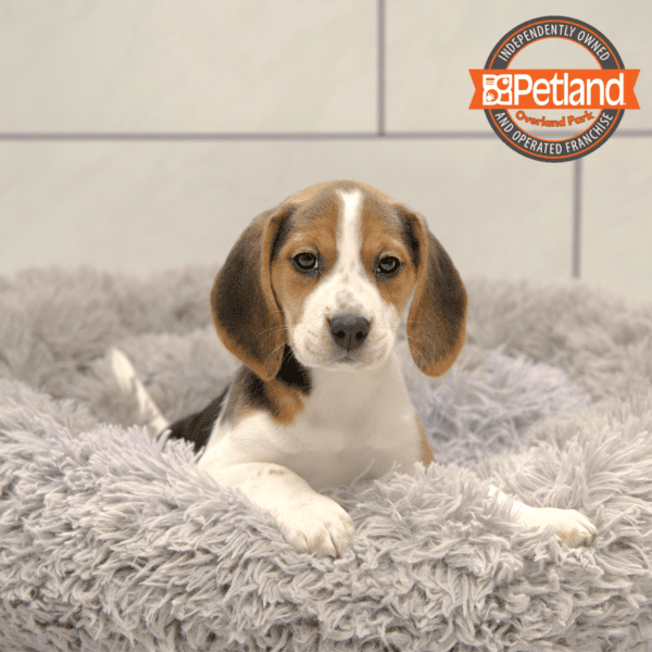 [#251045-02] Black / White F Beagle Puppies for Sale