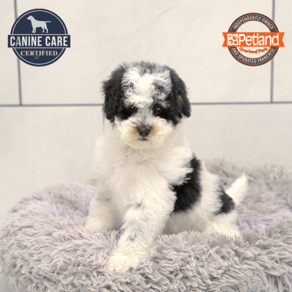 [#25896-01] Black / White M Bernedoodle Mini 2nd Gen Puppies for Sale