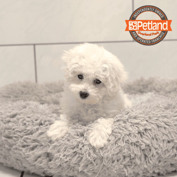 Bichon Frise-Dog-Male---Petland Overland Park, Kansas