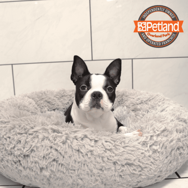 [#243451-03] Black / White F Boston Terrier Puppies for Sale