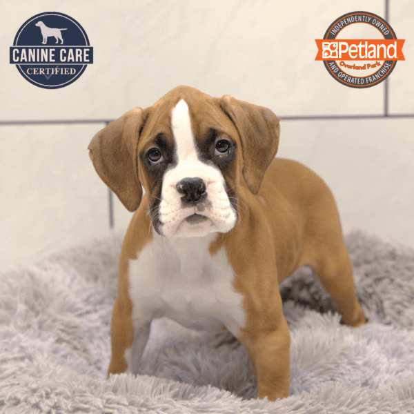 [#25839-03] Fawn M Boxer Puppies for Sale