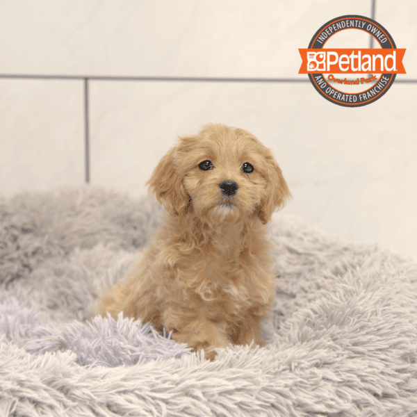 [#25744-03] Tan F Cavapoo Puppies for Sale