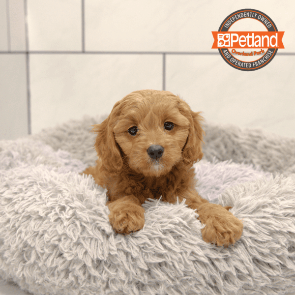 [#25829-01] Red M Cavapoo Puppies for Sale