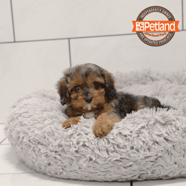 [#25918-01] Blue Merle M Cavapoo Puppies for Sale