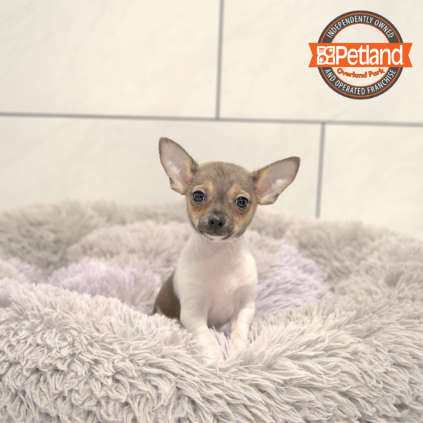 [#2522-01] Brown / White M Chihuahua Puppies for Sale