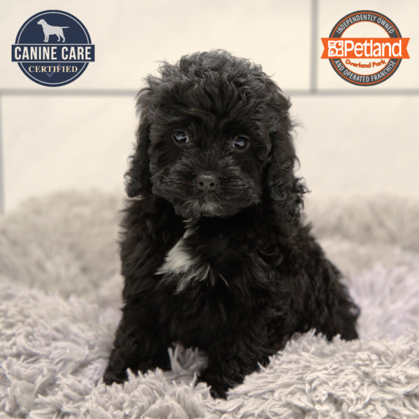 [#251012-06] Black F Cockachon Puppies for Sale