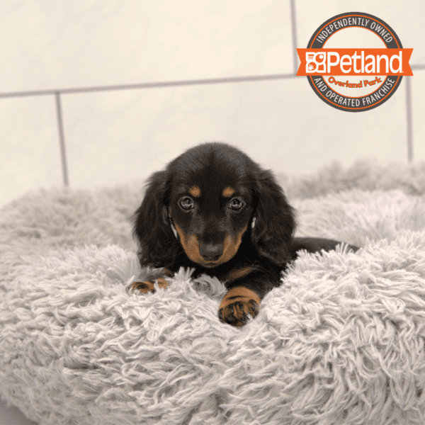 [#2523-03] Black / Tan F Dachshund Puppies for Sale