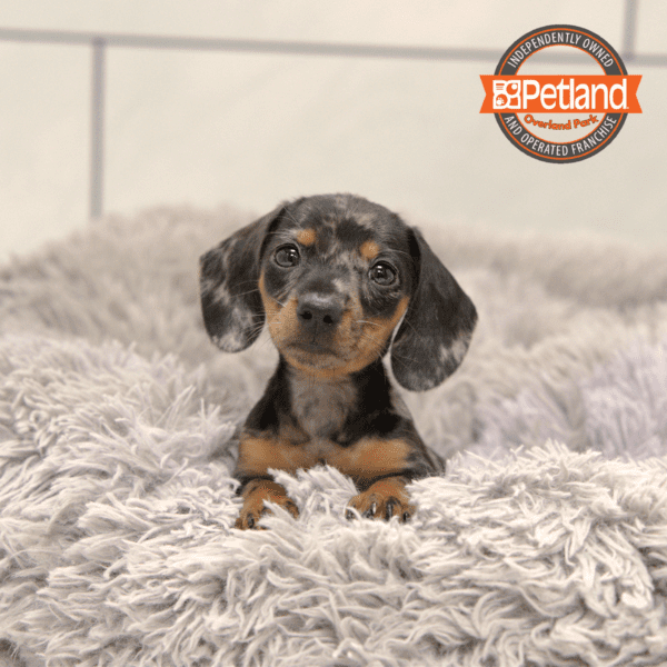 [#251105-05] Blue Dapple F Dachshund Puppies for Sale