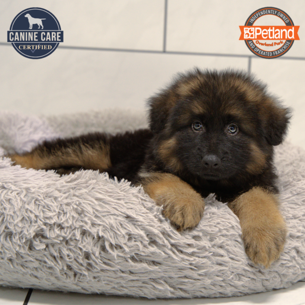 [#251069-03] Black / Tan M German Shepherd Dog Puppies for Sale