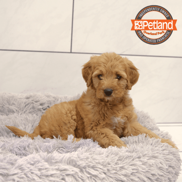 Goldendoodle Mini-Dog-Female---Petland Overland Park, Kansas
