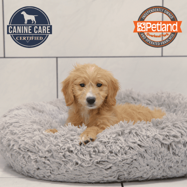 [#25828-07] Light Red F Goldendoodle Mini Puppies for Sale