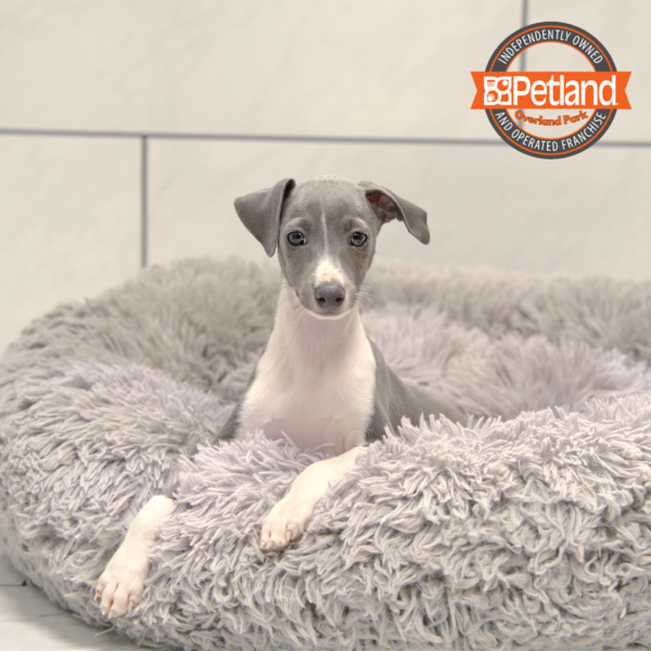 [#25974-04] Blue M Italian Greyhound Puppies for Sale
