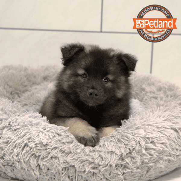 [#251257-02] Black Silver M Keeshond Puppies for Sale