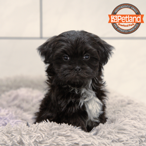 [#25868-01] Black M Shih Tzu/Maltese Puppies for Sale