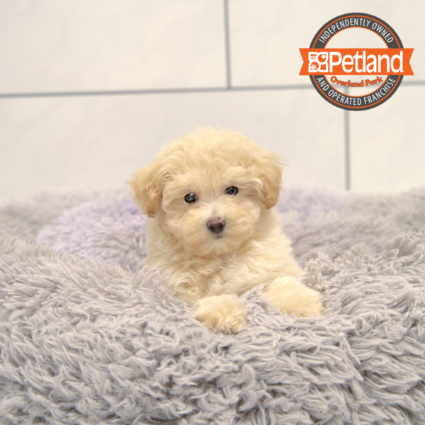 [#25904-02] Cream F Maltipoo Puppies for Sale