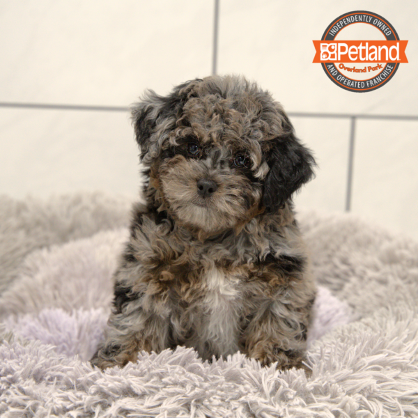 [#251089-04] Blue Merle F Bernedoodle Mini 2nd Gen Puppies for Sale