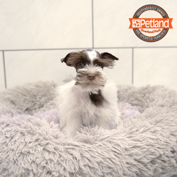 [#2520-02] Black / White F Miniature Schnauzer Puppies for Sale