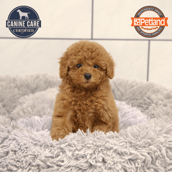 [#251191-05] Red F Poodle Puppies for Sale