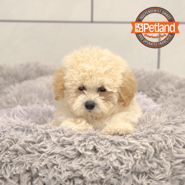[#251001-01] Cream M Poodle Puppies for Sale
