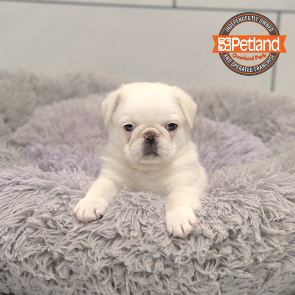 [#25970-01] White M Pug Puppies for Sale