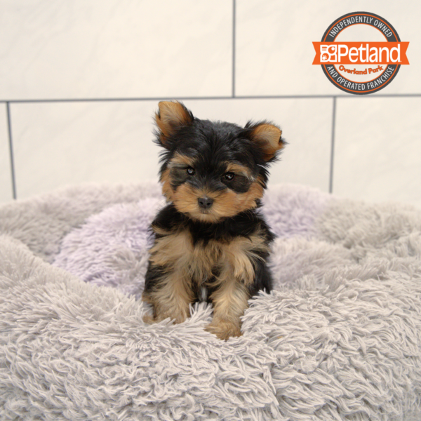 [#251182-02] Black / Tan F Yorkshire Terrier Puppies for Sale