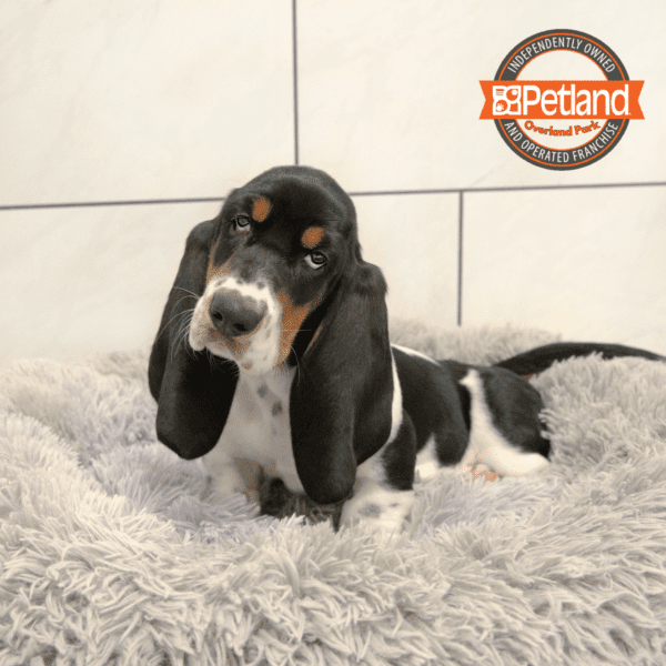 [#251076-02] Black / White M Basset Hound Puppies for Sale