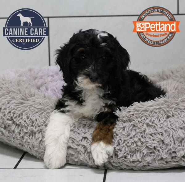 [#251246-08] Black / White F Bernedoodle Mini 2nd Gen Puppies for Sale