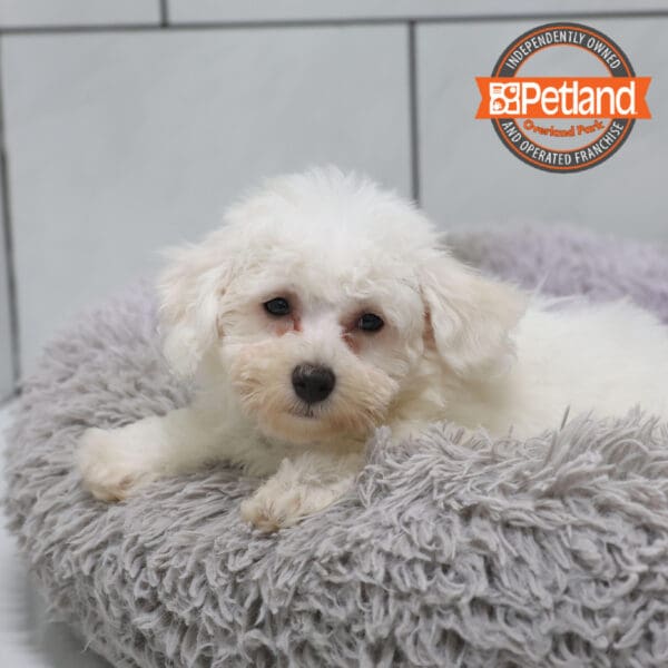 [#251440-03] White M Bichon Frise Puppies for Sale