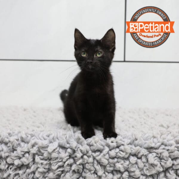 Tonkinese-Cat-Female---Petland Overland Park, Kansas